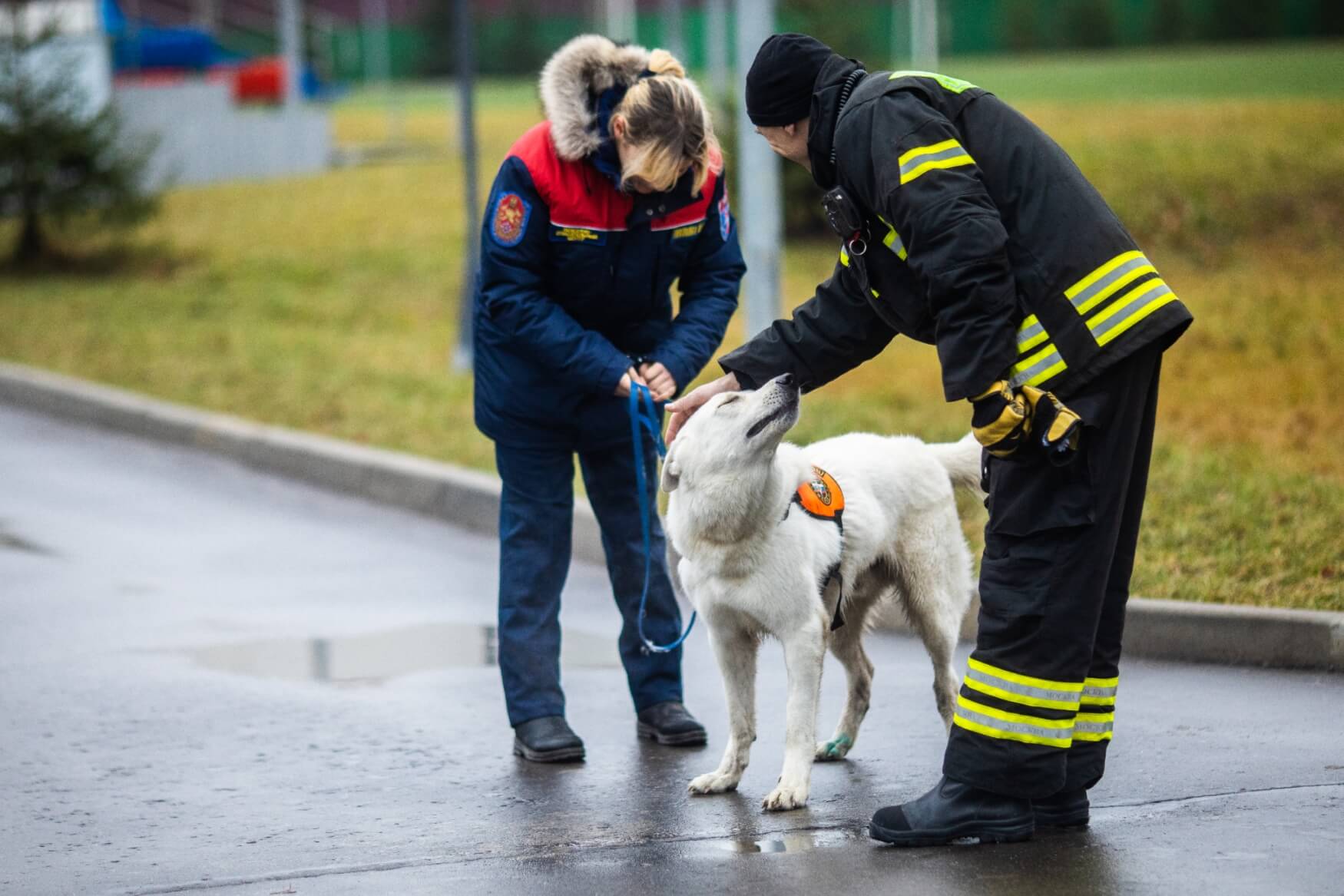Домашняя собака в спасательном отряде